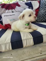 Green Boy, a male Havanese for sale in Mayfield, KY – Photo 2 of 2