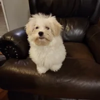 Green Boy, a male Havanese for sale in Mayfield, KY – Photo 1 of 2