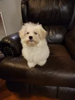 Green Boy, a male Havanese for sale in Mayfield, KY – Photo 1 of 2