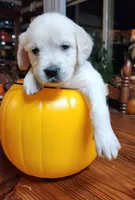 Lemon Girl, a female English Cream Golden Retriever for sale in Mayfield, KY – Photo 1 of 2