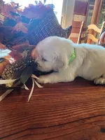 Lemon Girl, a female English Cream Golden Retriever for sale in Mayfield, KY – Photo 2 of 2