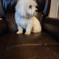 Silver Boy, a male Havanese for sale in Mayfield, KY – Photo 1 of 2