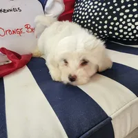 Silver Boy, a male Havanese for sale in Mayfield, KY – Photo 2 of 2