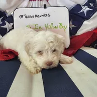 Yellow Boy, a male Havanese for sale in Mayfield, KY – Photo 2 of 2