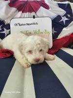 Yellow Boy, a male Havanese for sale in Mayfield, KY – Photo 2 of 2