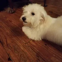 Yellow Boy, a male Havanese for sale in Mayfield, KY – Photo 1 of 2