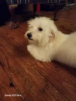 Yellow Boy, a male Havanese for sale in Mayfield, KY – Photo 1 of 2