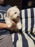 Teal Boy, a male Havanese for sale in Mayfield, KY – Photo 1 of 4