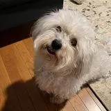 Teal Boy, a male Havanese for sale in Mayfield, KY – Photo 4 of 4