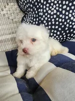 Teal Boy, a male Havanese for sale in Mayfield, KY – Photo 3 of 4