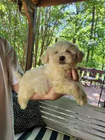 Teal Boy, a male Havanese for sale in Mayfield, KY – Photo 2 of 4