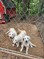 Black Boy (Golden), a male English Cream Golden Retriever for sale in Mayfield, KY – Photo 3 of 4