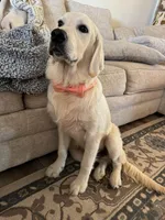 Black Boy (Golden), a male English Cream Golden Retriever for sale in Mayfield, KY – Photo 2 of 4