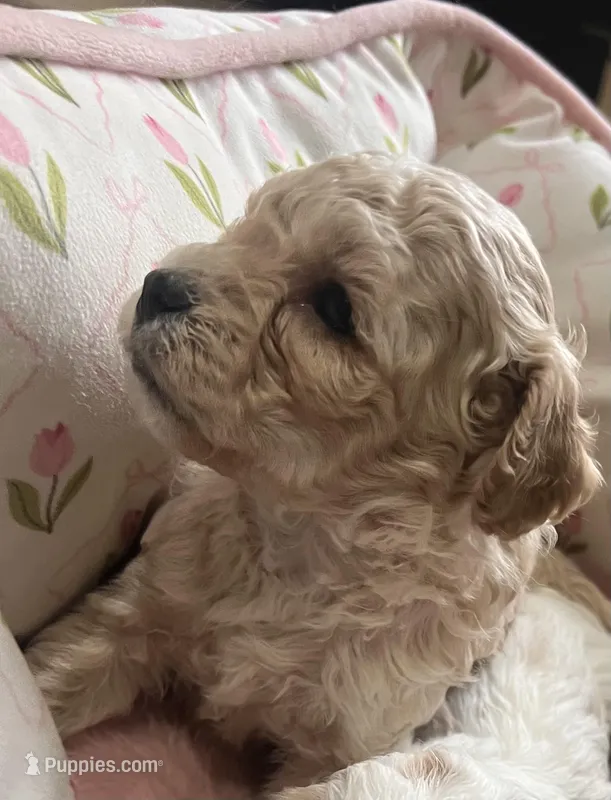 Muffy  – Maltese, Poodle - Miniature  puppy for sale in Rio Rancho, NM