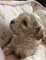 Muffy , a male Maltese and Poodle - Miniature  for sale in Rio Rancho, NM – Photo 1 of 3