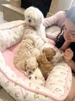 Muffy , a male Maltese and Poodle - Miniature  for sale in Rio Rancho, NM – Photo 3 of 3