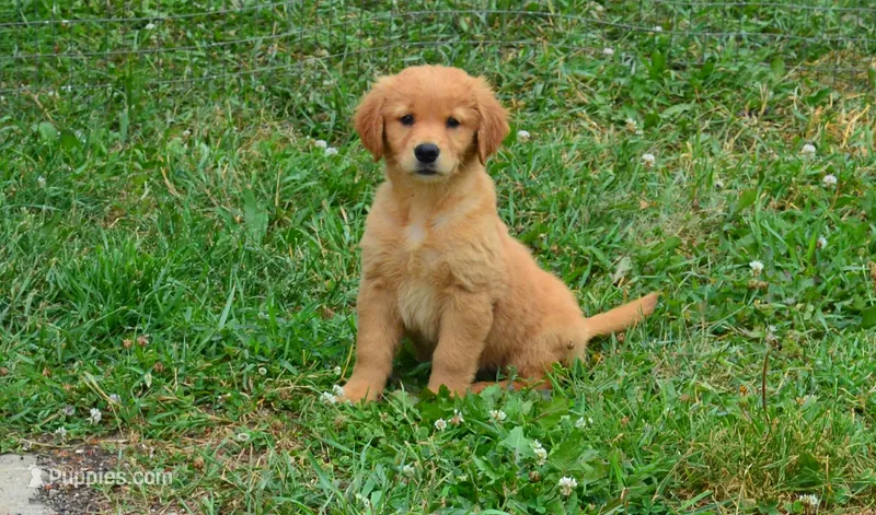 AKC CHIEF – Golden Retriever puppy for sale in Olathe, KS