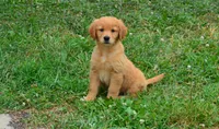 AKC CHIEF, a male Golden Retriever for sale in Olathe, KS – 1 of 3