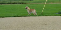 AKC CHIEF, a male Golden Retriever for sale in Olathe, KS – 3 of 3