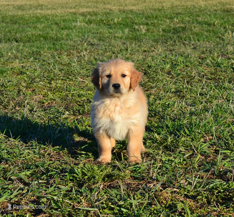 AKC HUNTER – Golden Retriever puppy for sale in Olathe, KS