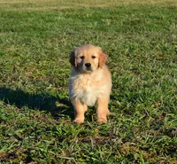 AKC HUNTER, a male Golden Retriever for sale in Olathe, KS – 1 of 3