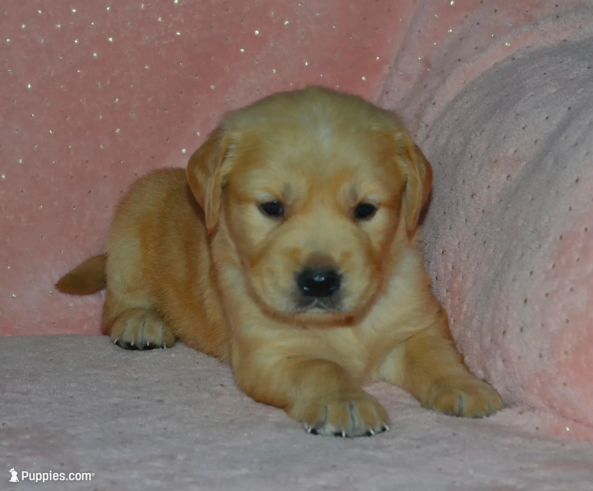 AKC CHIEF, a male Golden Retriever for sale in Olathe, KS – Photo 2 of 4