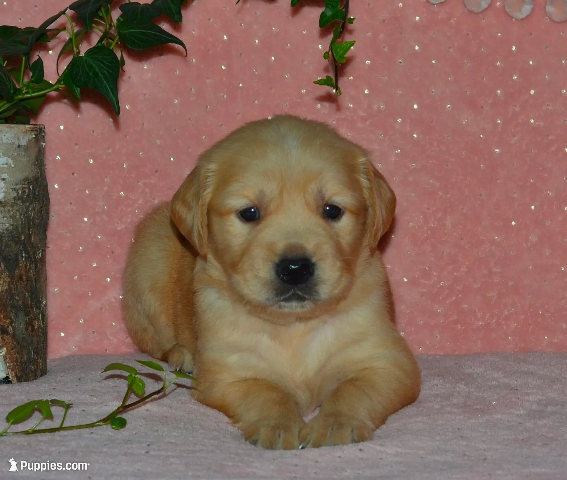 AKC CHIEF – Golden Retriever puppy for sale in Olathe, KS