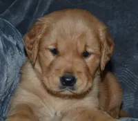 AKC MEG, a female Golden Retriever for sale in Olathe, KS – Photo 2 of 3