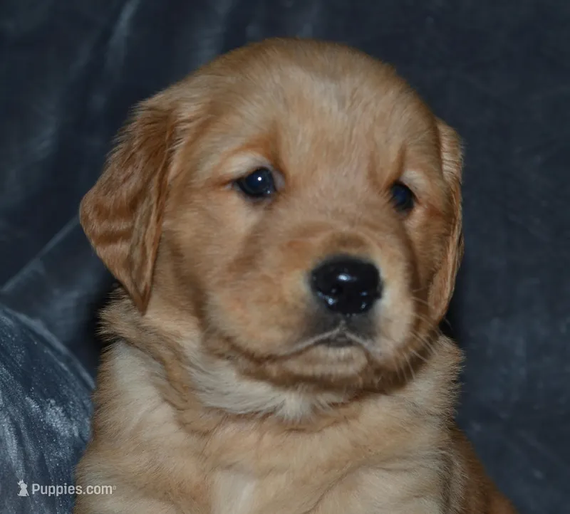 AKC MEG – Golden Retriever puppy for sale in Olathe, KS