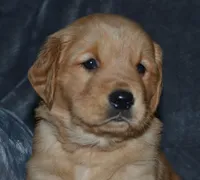 AKC MEG, a female Golden Retriever for sale in Olathe, KS – Photo 1 of 3