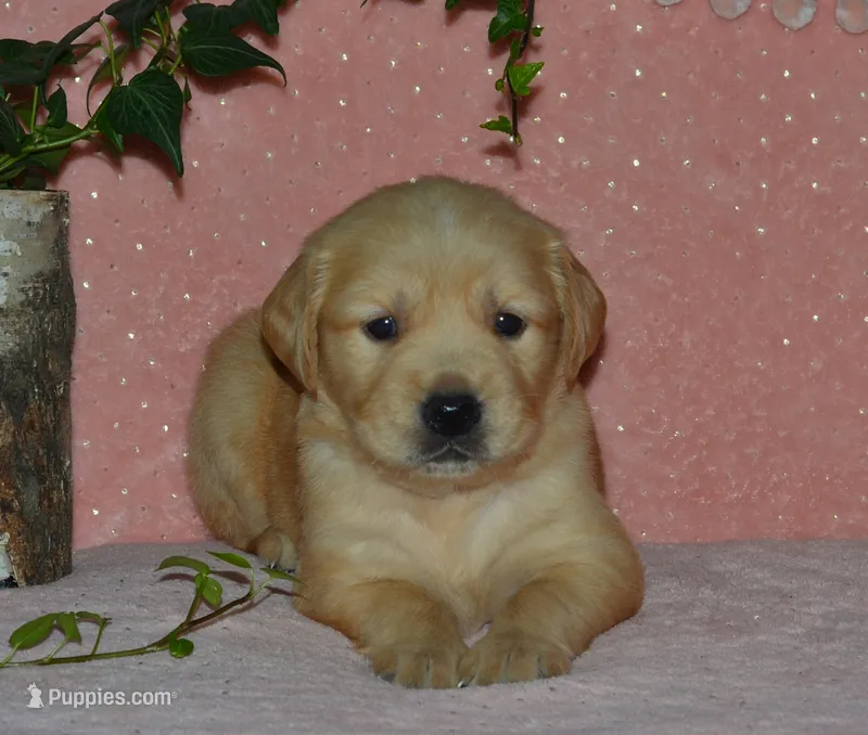 AKC DUSTY – Golden Retriever puppy for sale in Olathe, KS