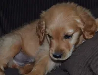 AKC Remy, a male Golden Retriever for sale in Olathe, KS – 2 of 3