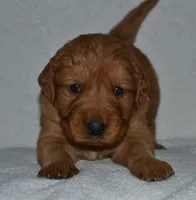 AKC KODIAK, a male Golden Retriever for sale in Olathe, KS – 2 of 4