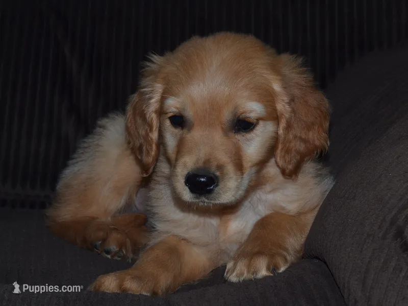 AKC Remy – Golden Retriever puppy for sale in Olathe, KS