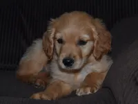 AKC Remy, a male Golden Retriever for sale in Olathe, KS – 1 of 3