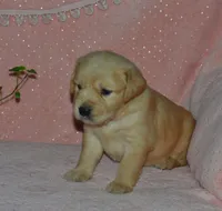 AKC KYA, a female Golden Retriever for sale in Olathe, KS – 1 of 4