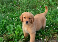 AKC DUSTY, a male Golden Retriever for sale in Olathe, KS – Photo 2 of 4