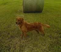 AKC DUSTY, a male Golden Retriever for sale in Olathe, KS – Photo 4 of 4
