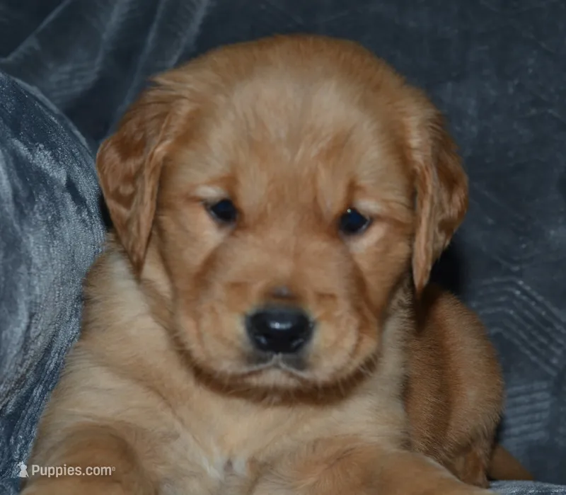 AKC AUTUMN – Golden Retriever puppy for sale in Olathe, KS