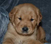 AKC STELLA, a female Golden Retriever for sale in Olathe, KS – 2 of 4