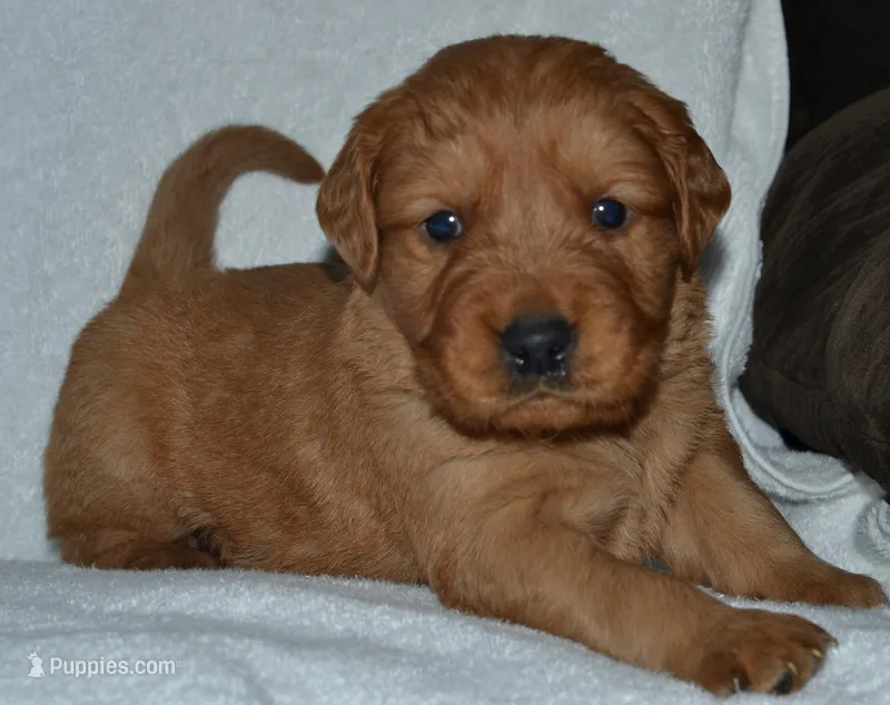 AKC KODIAK, a male Golden Retriever for sale in Olathe, KS – 1 of 4