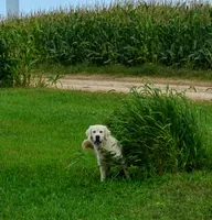 AKC STELLA, a female Golden Retriever for sale in Olathe, KS – 4 of 4