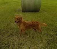 AKC RUGER, a male Golden Retriever for sale in Olathe, KS – Photo 4 of 4