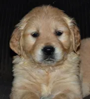 AKC RUGER, a male Golden Retriever for sale in Olathe, KS – Photo 1 of 4