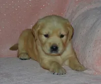 AKC DUSTY, a male Golden Retriever for sale in Olathe, KS – 2 of 4