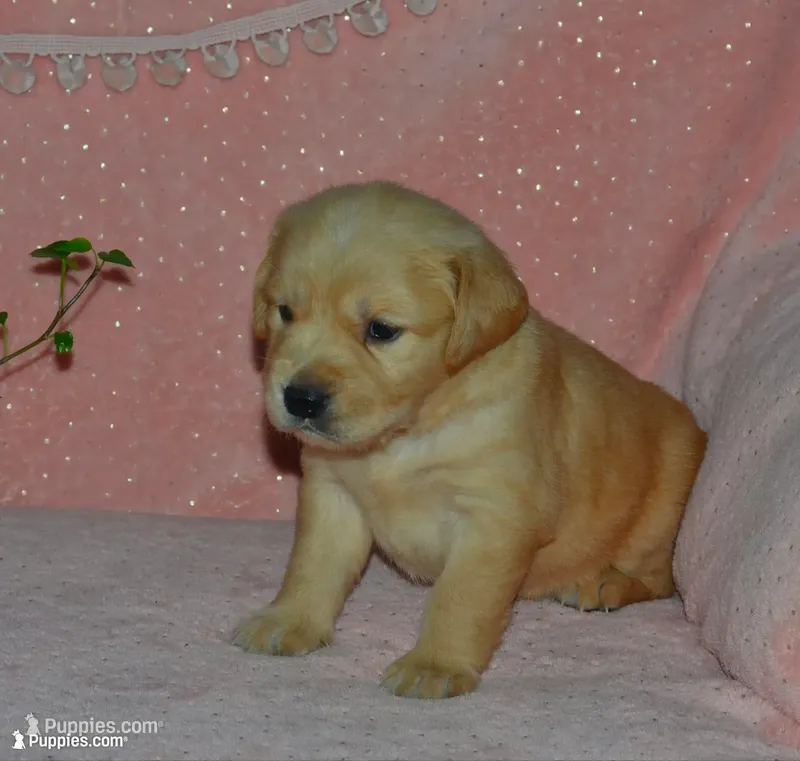 AKC HALO – Golden Retriever puppy on hold in Olathe, KS