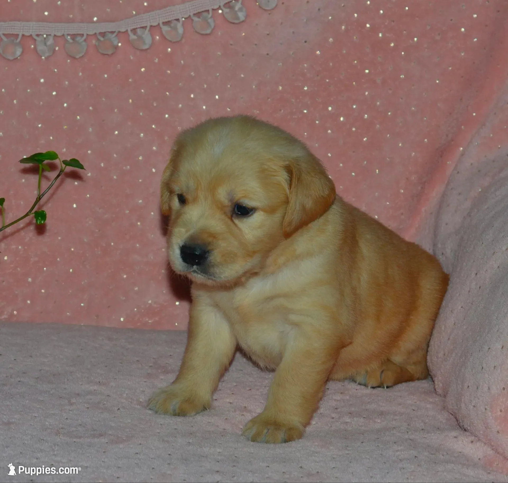 AKC HALO – Golden Retriever puppy for sale in Olathe, KS