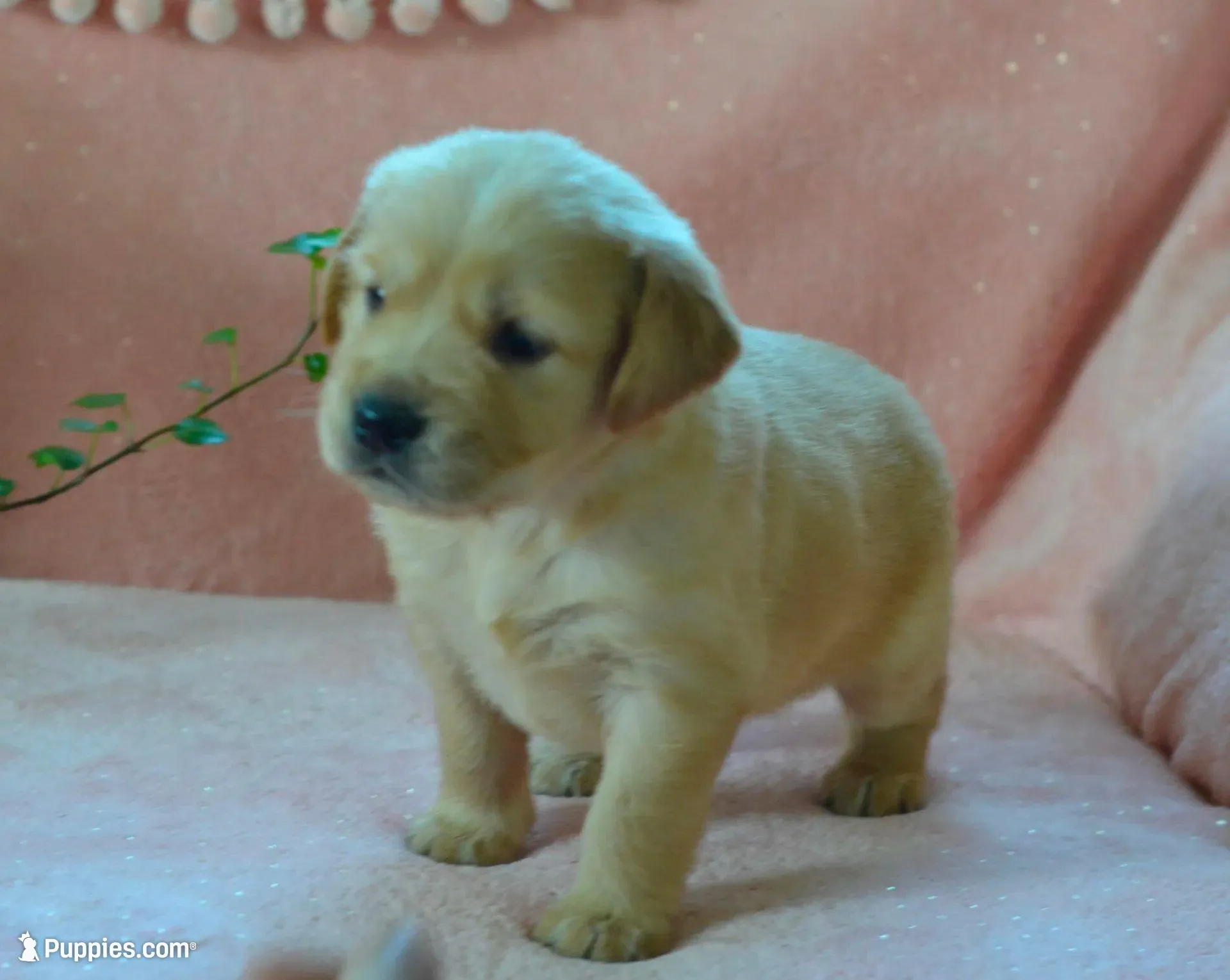 AKC HALO, a female Golden Retriever for sale in Olathe, KS – Photo 2 of 4