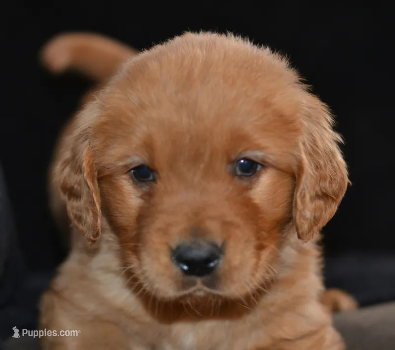 Hunter, a male Golden Retriever for sale in Olathe, KS – Photo 1 of 4