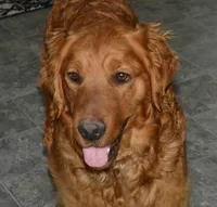 Hunter, a male Golden Retriever for sale in Olathe, KS – Photo 3 of 4